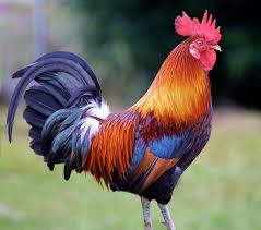 rooster